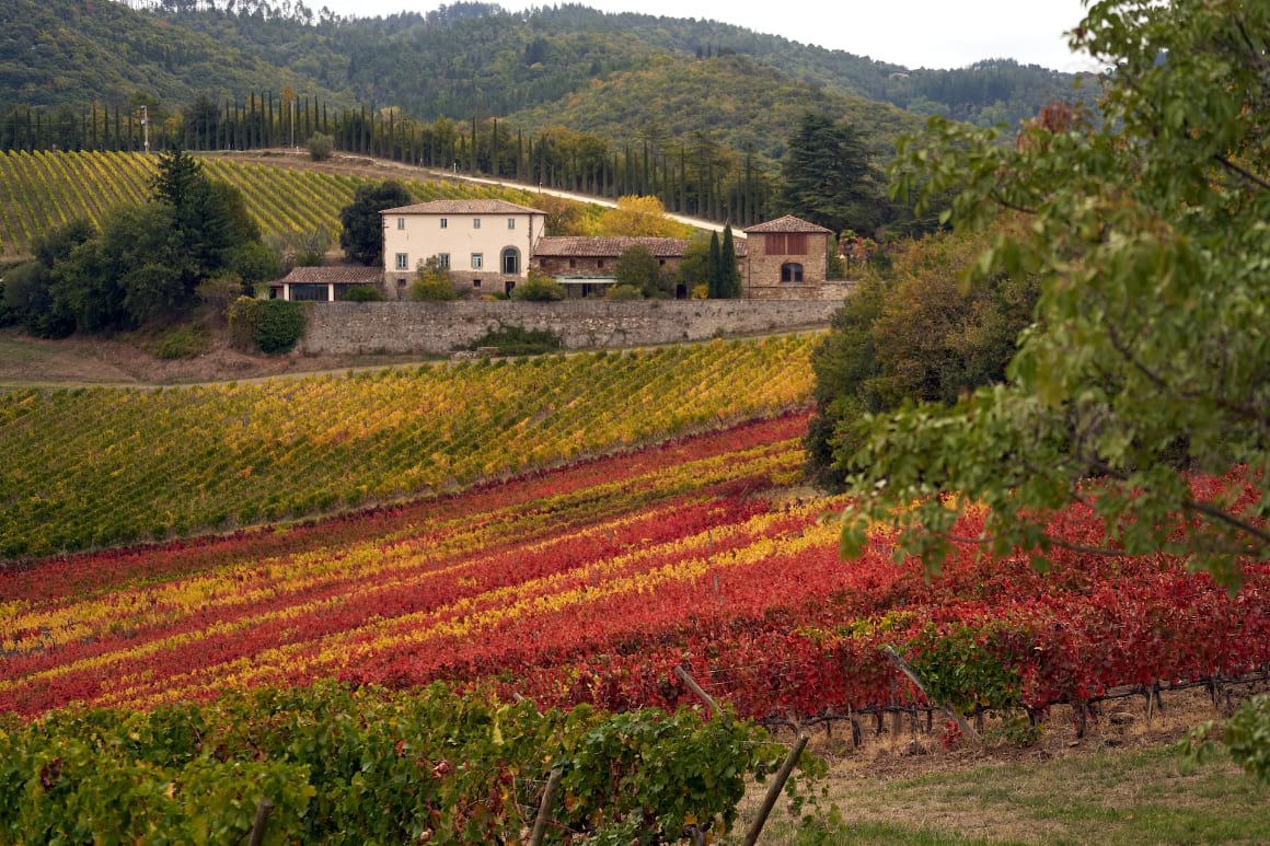 Vineyard Tuscany
