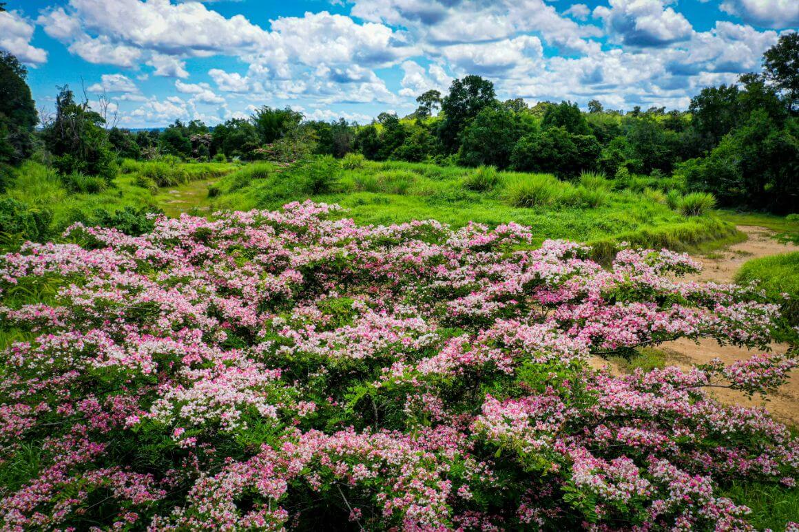 A green valley with pink flowers at Cat Tien National Park, Vietnam