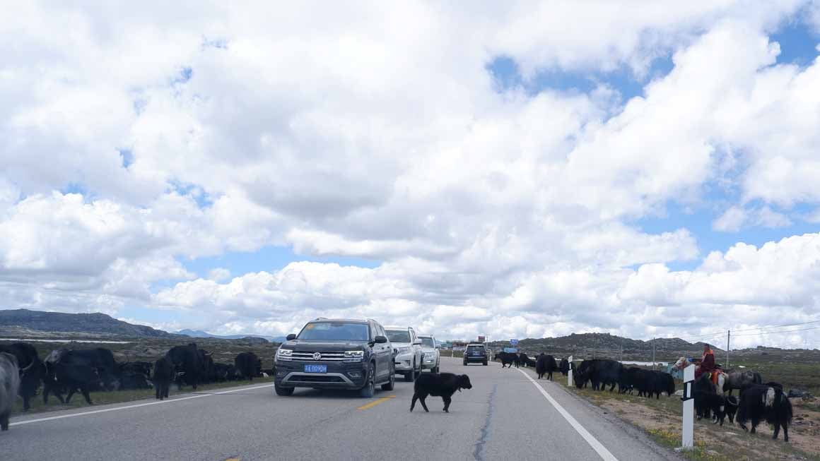 A baby yak crosses a road