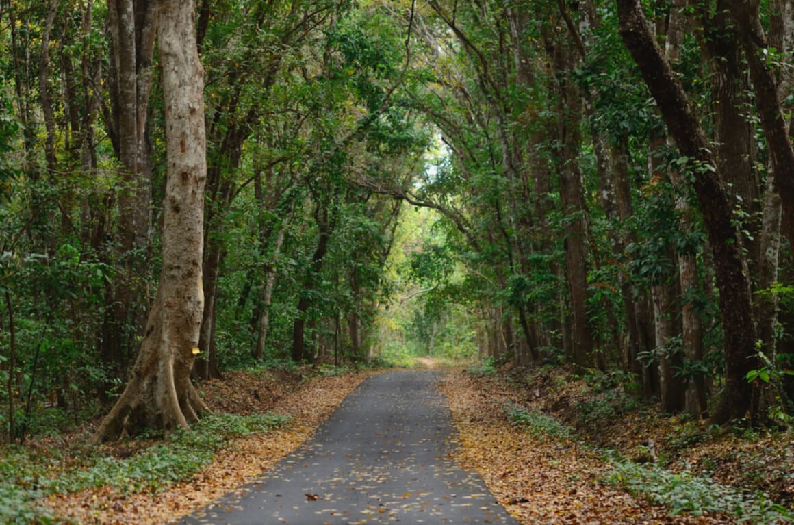 A pathway through a lush forest in Alas Purwo National Park, East Java