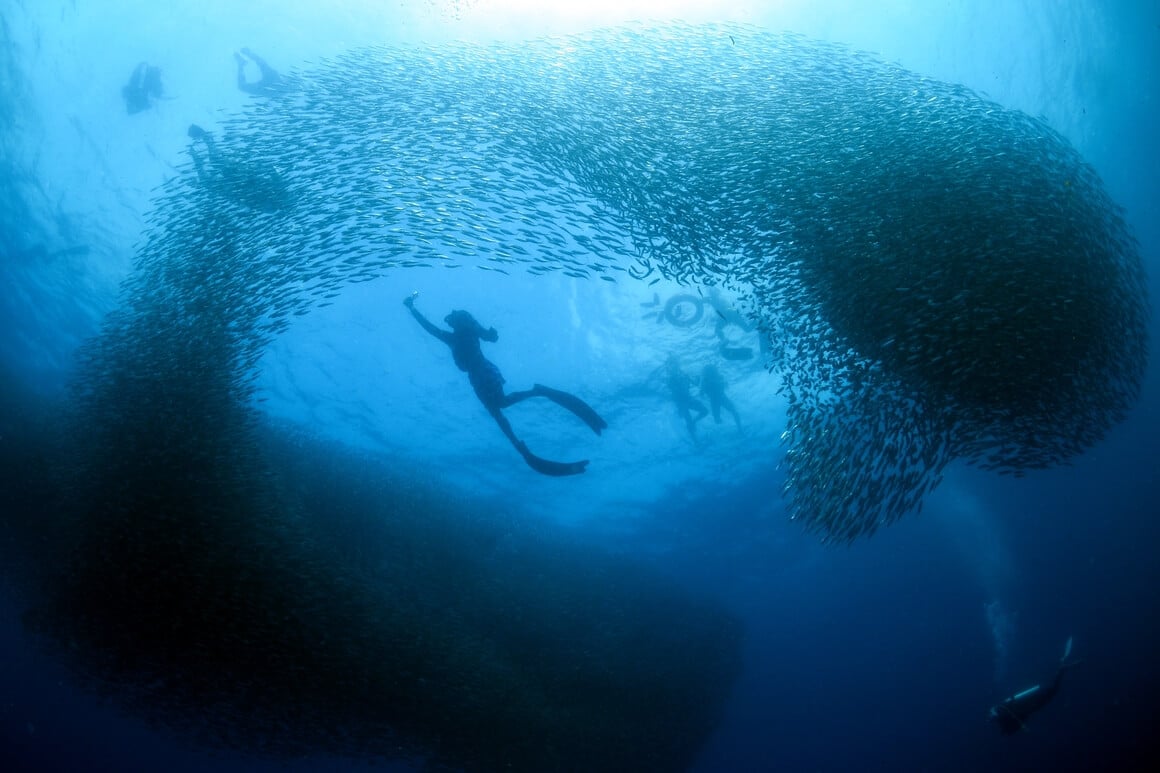 School of sardines in Moalboal, Cebu Island, Philippines