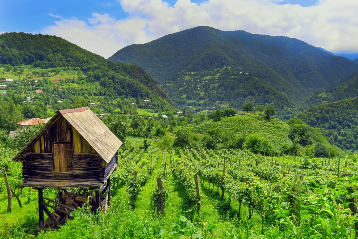 ga small wooden house sitting within a lush green georgia adjara vineyard