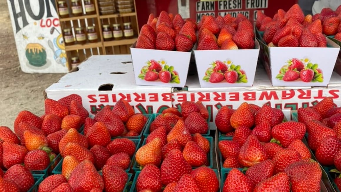 fresh fruit from a local strawberry farm in California 