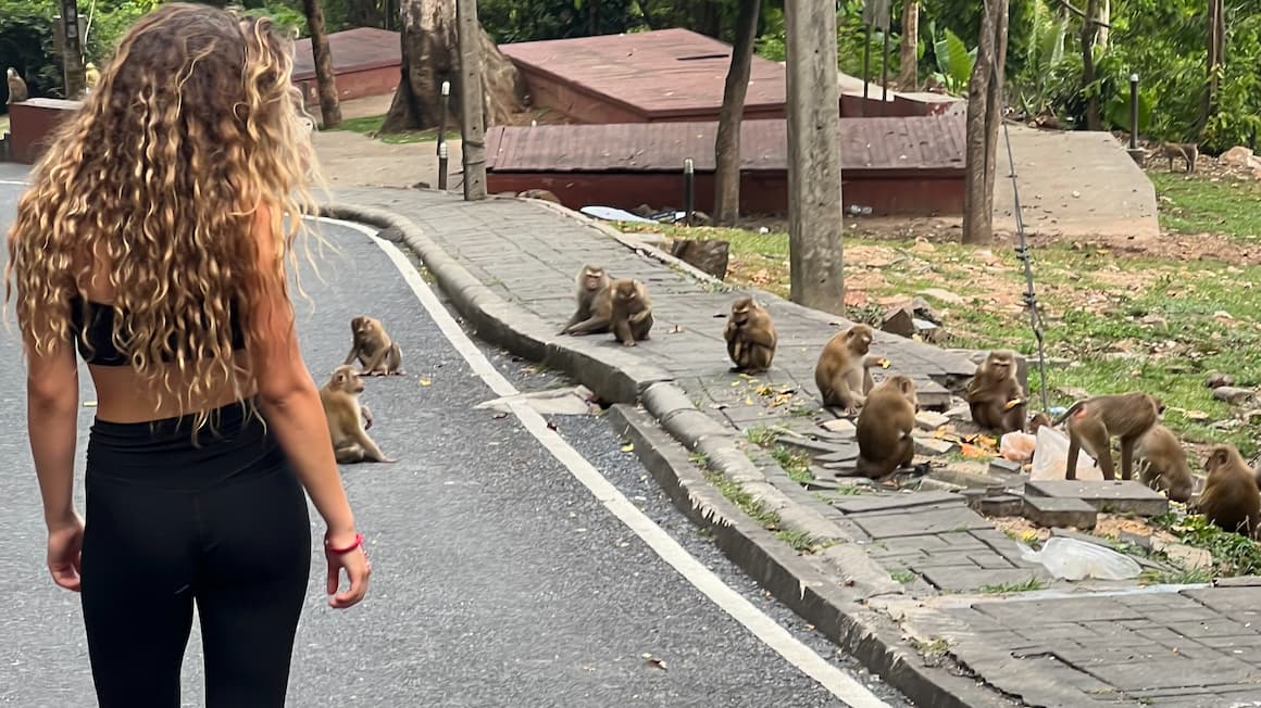 a girl stopping to say hi to a family of monkeys in the streets of thailand