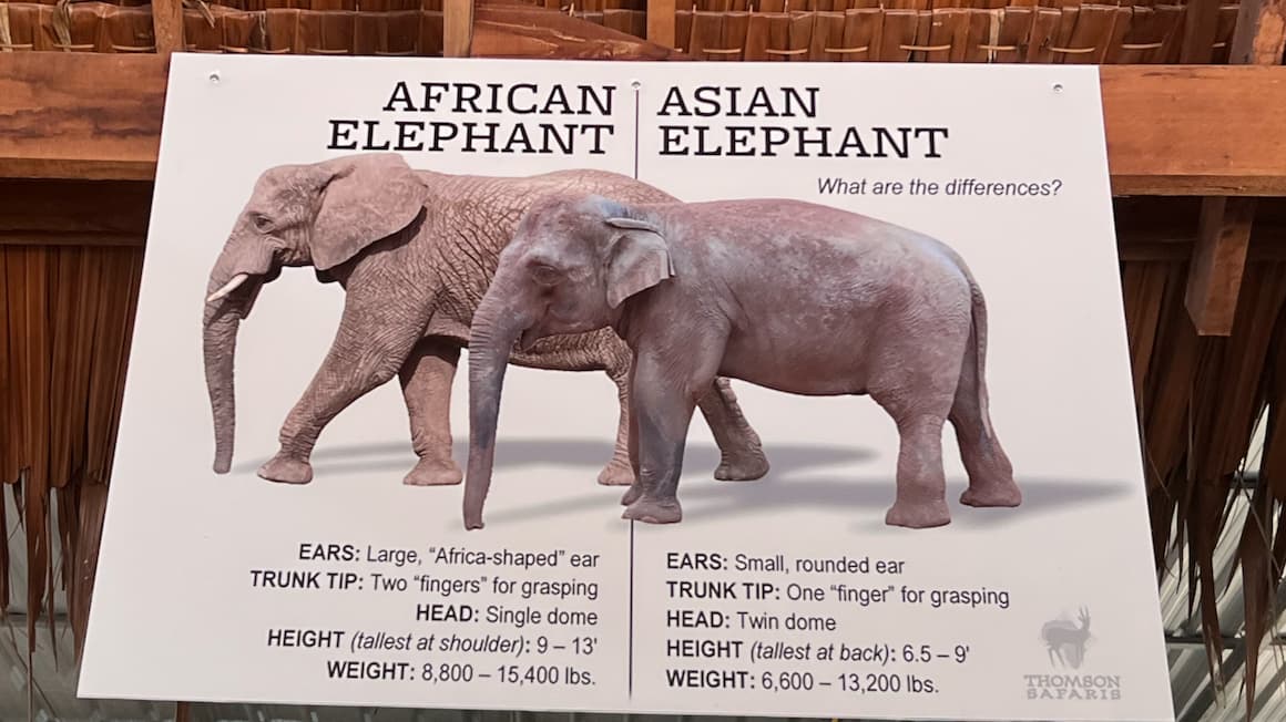 a poster showing the differences between african and asian elephants 