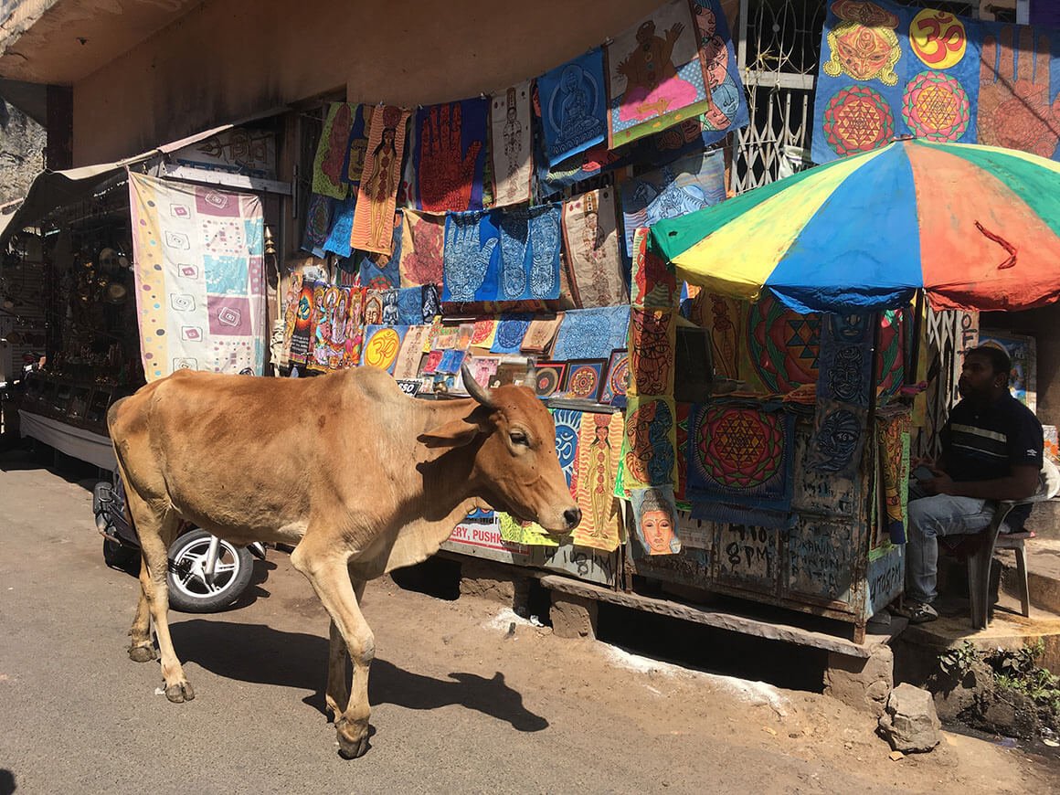 a cow walks past a colourful shop selling prints in pushkar, india