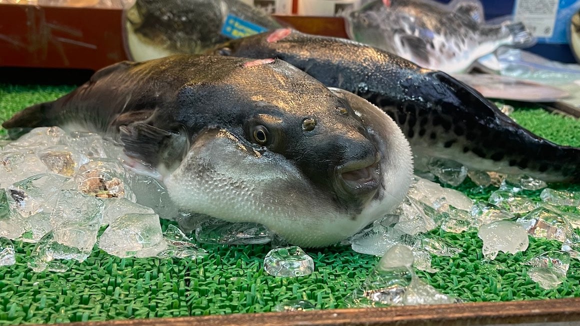 A pufferfish gets ready to be sliced up and served as a delicacy in Japan.