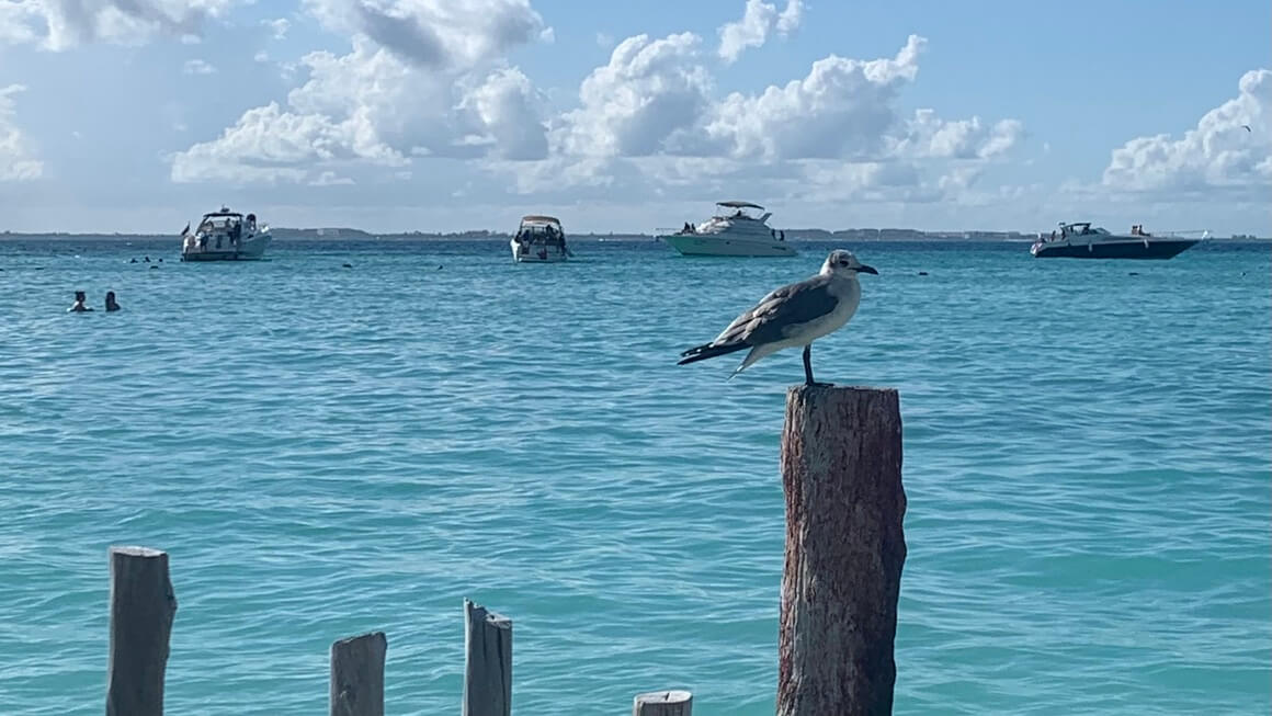 Bird on a post in Mexico