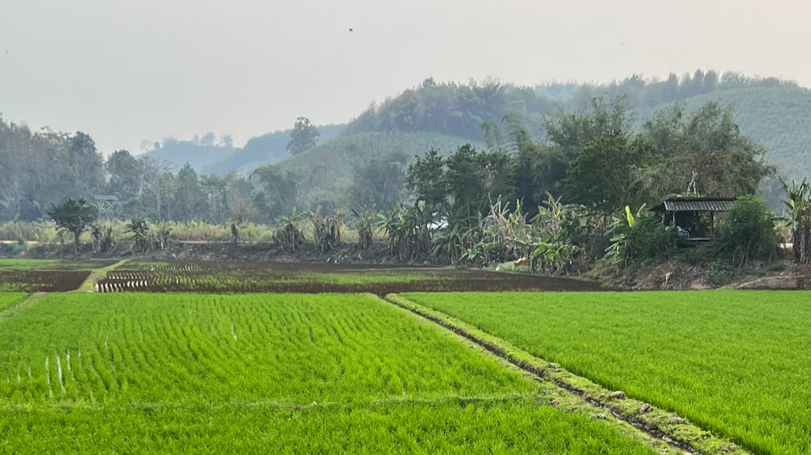 rice fields in the countryside of thailand 