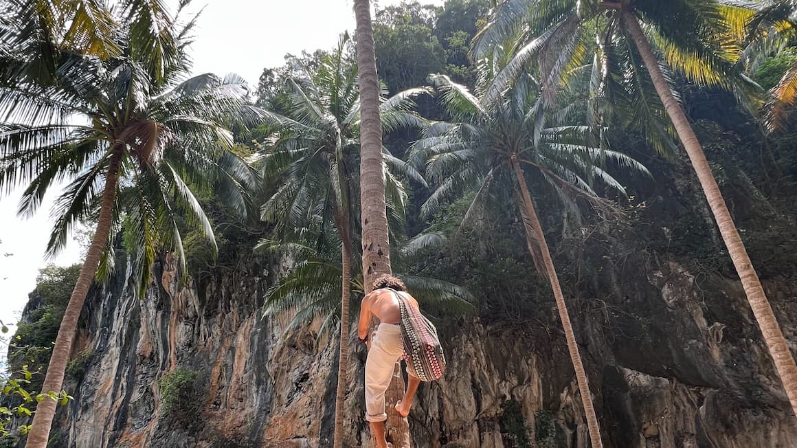 a guy climbing a palm tree on an island in thailand