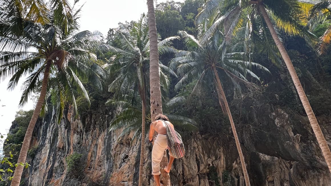 a guy climbing a palm tree on an island in thailand 