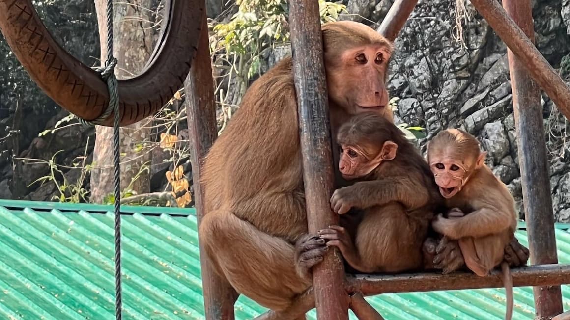 a family of monkeys cuddling in thailand