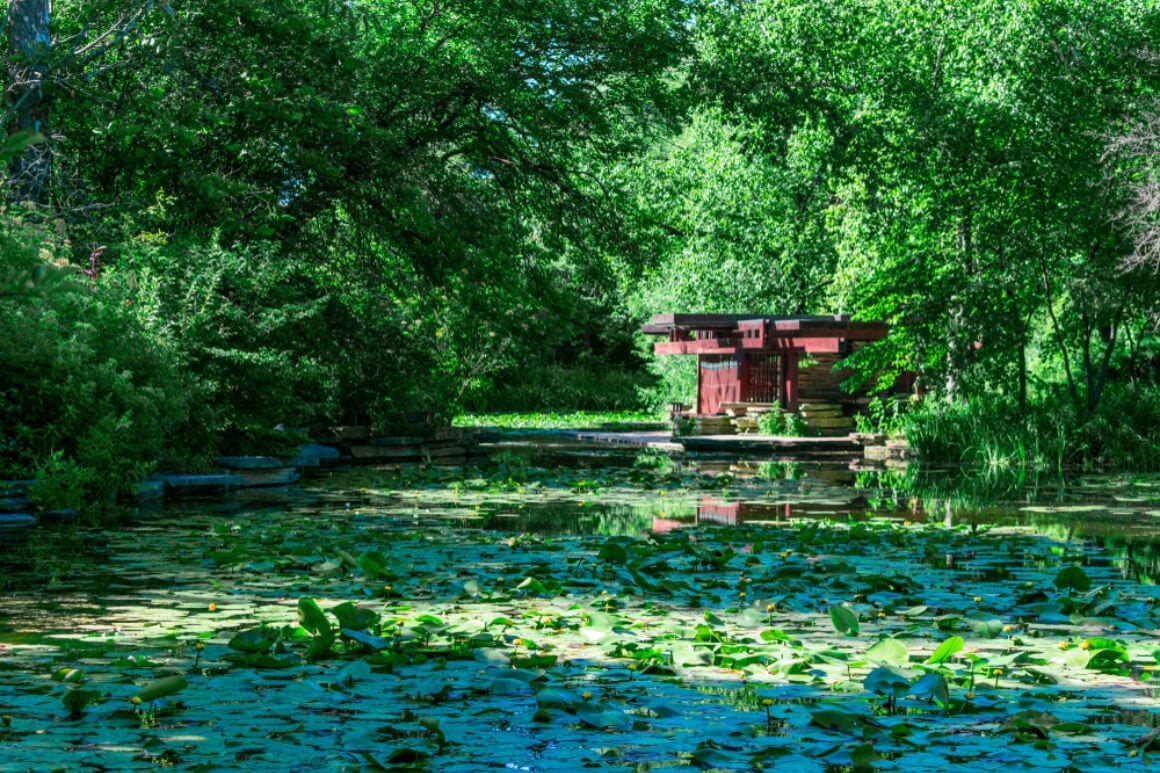 Alfred Caldwell Lily Pool in Lincoln Park, Chicago, with a pond filled with water lilies and surrounded by lush greenery