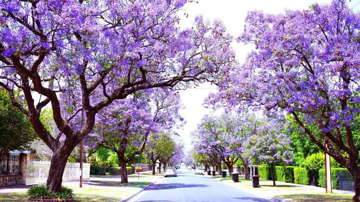 Australia Adelaide park