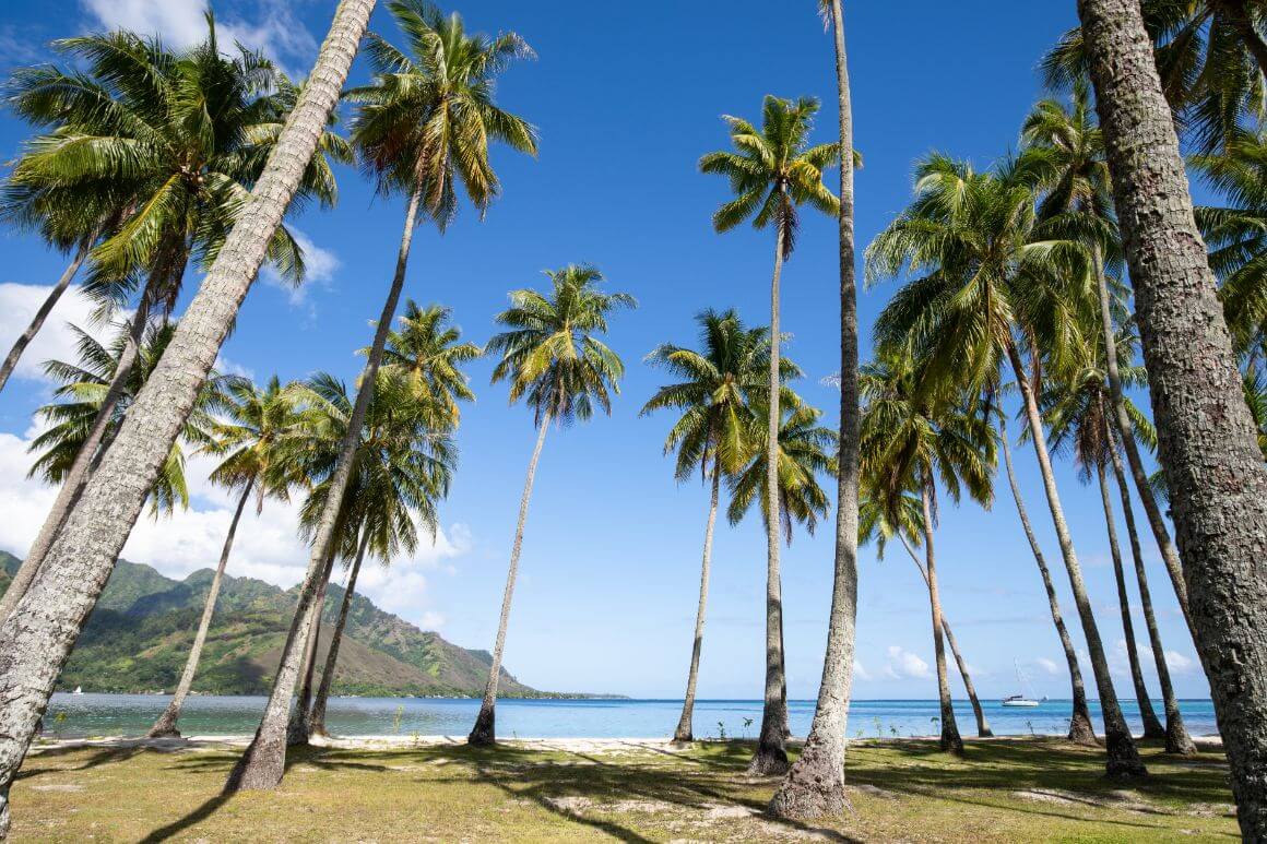 Palm trees sway gracefully on the shores of Te'avaro Moorea