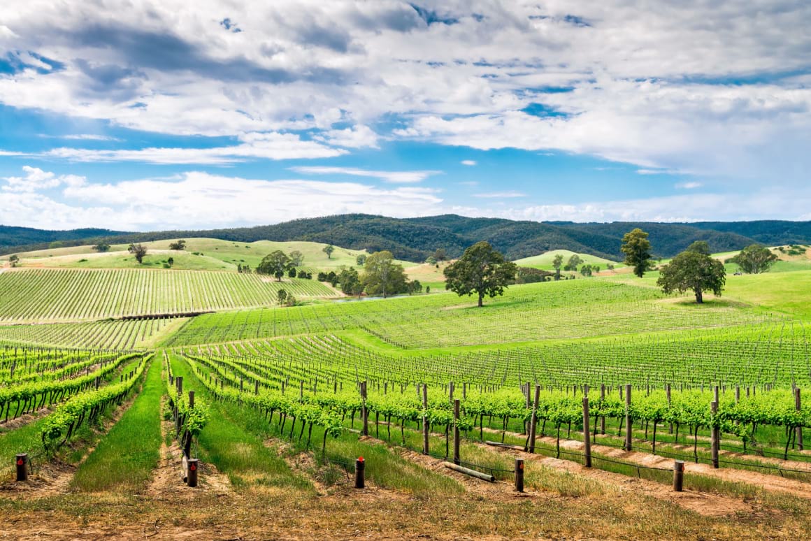 a vast expanse of vineyards in the Barossa Australia region