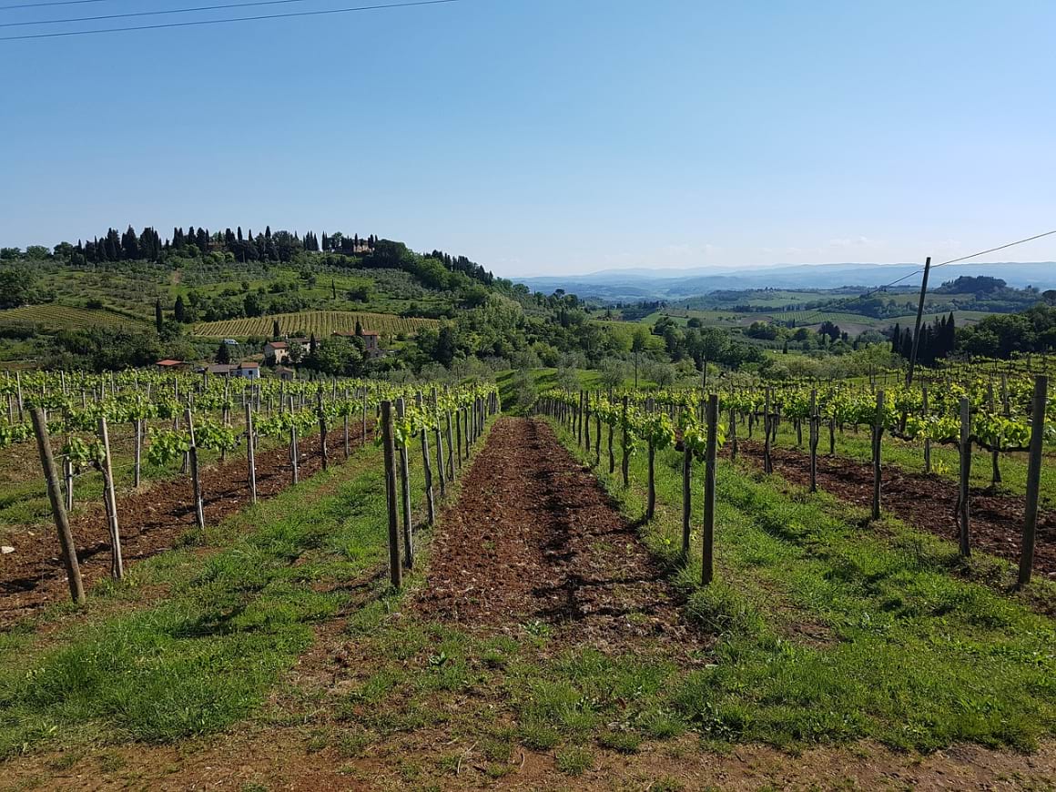 a photo of a lush green wine vineyard in Tuscany Italy