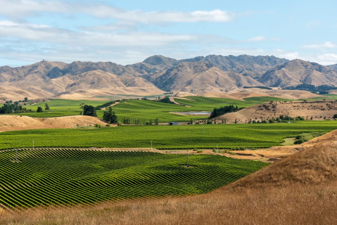 arid hills above green wine vineyards in Marlborough New Zealand