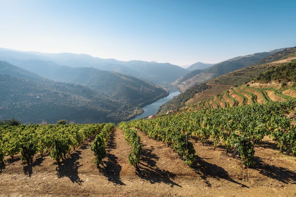 grape trees growing in Duoro Valley Portugal