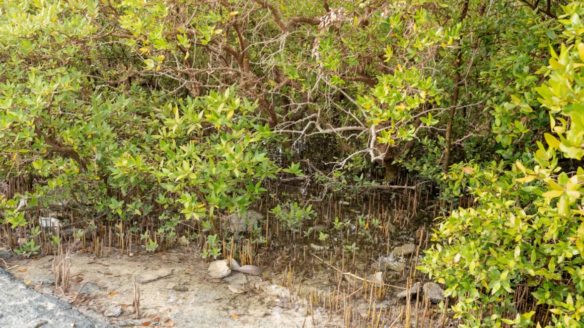 Al Thakira Mangrove Forest