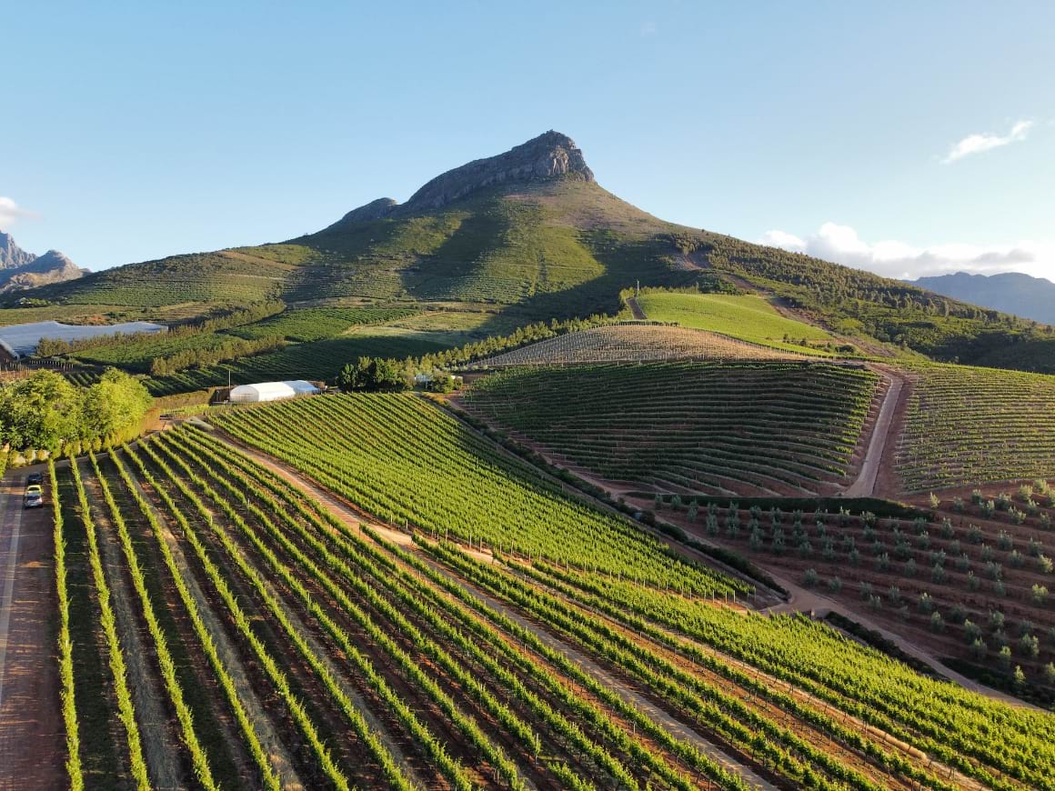 the unique shaped vineyard fields of the Stellenbosch South African wine regions