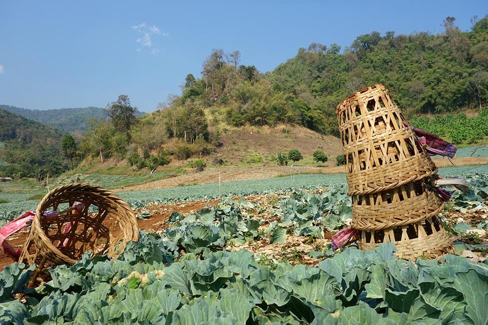 Farmers baskets in a field of cabbages in the mountains near Chiang Mai, Thailand