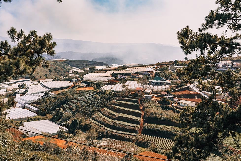 Coffee plantations and mountains in the background in Dalat, Vietnam