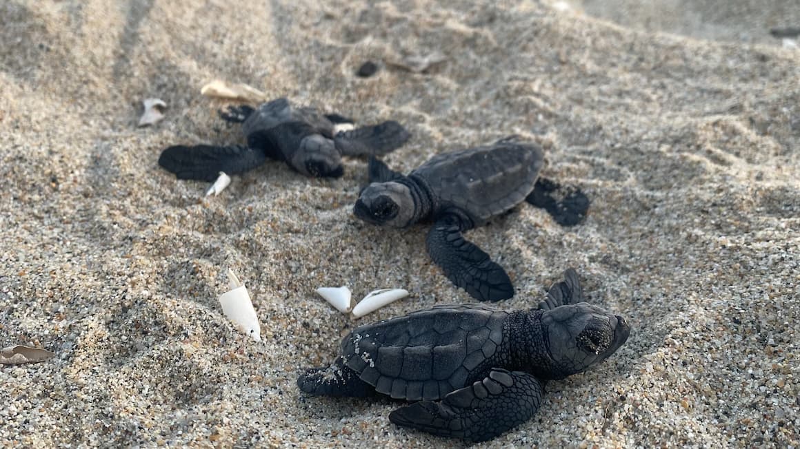 three baby sea turtles that just hatched on the beach