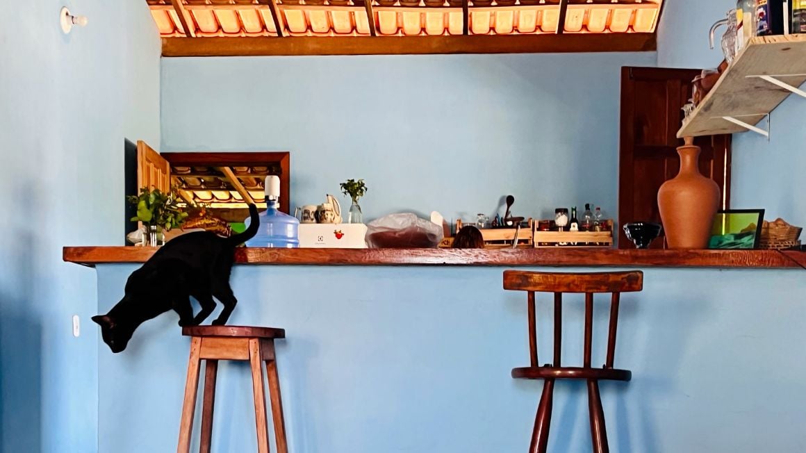 cat in a traditional home of south bahia in brasil