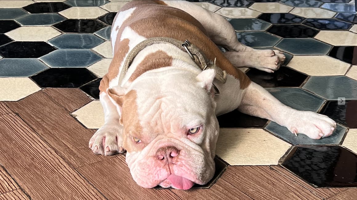a bull dog laying on the floor with his tongue out 