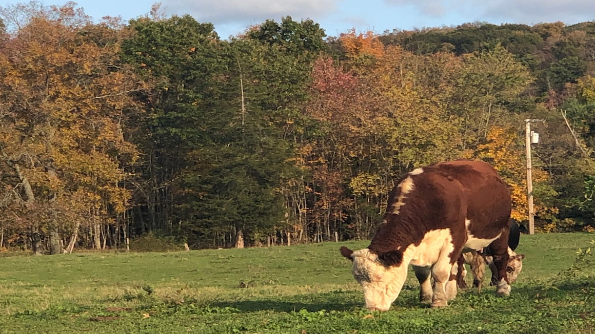 cows grazing in connecticut new england under fall trees