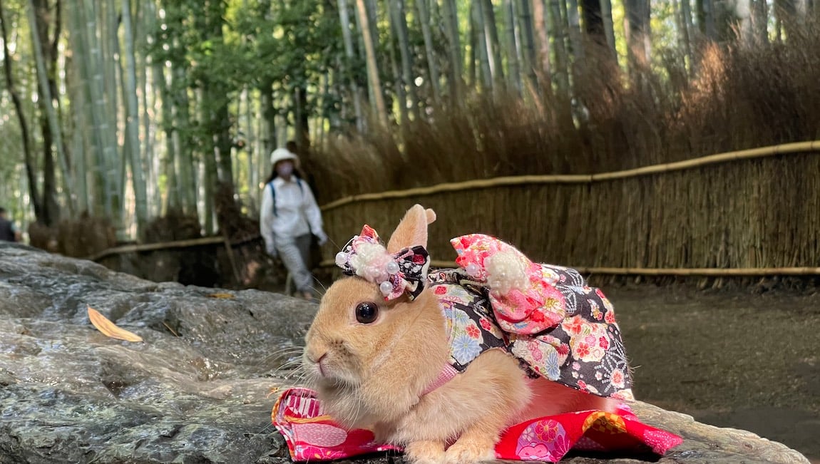 A bunny dressed in a kimono chills out in the bamboo forests of Kyoto.