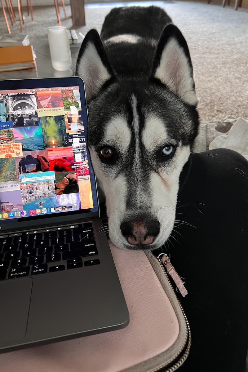 a girl working on her laptop as her dog sits its head on her lap