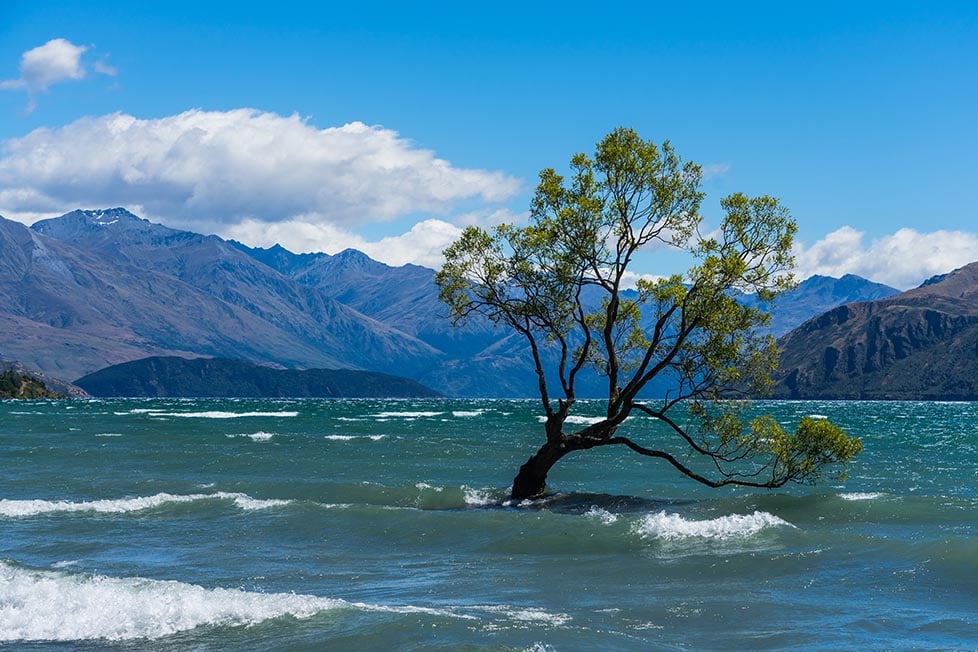 The Wanaka tree in Wanaka, New Zealand