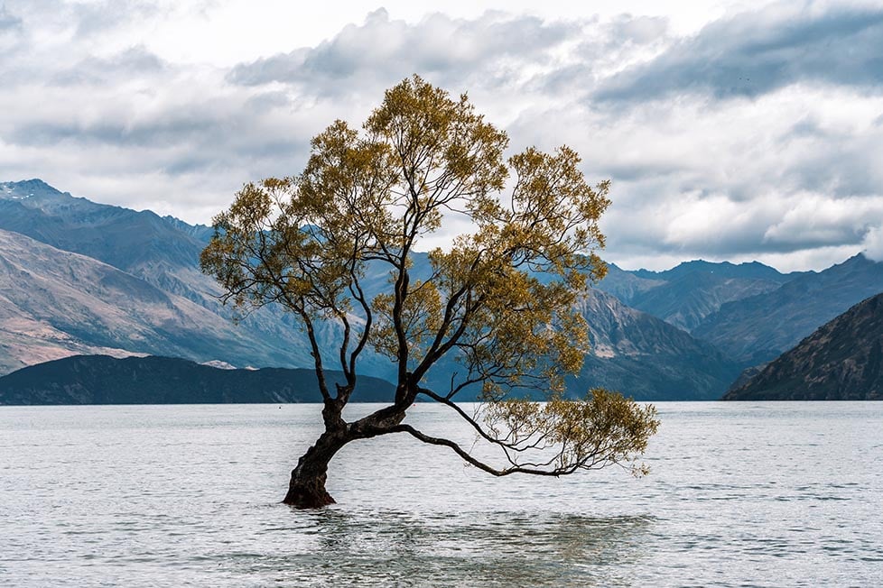 The Wanaka Tree in Wanaka, New Zealand