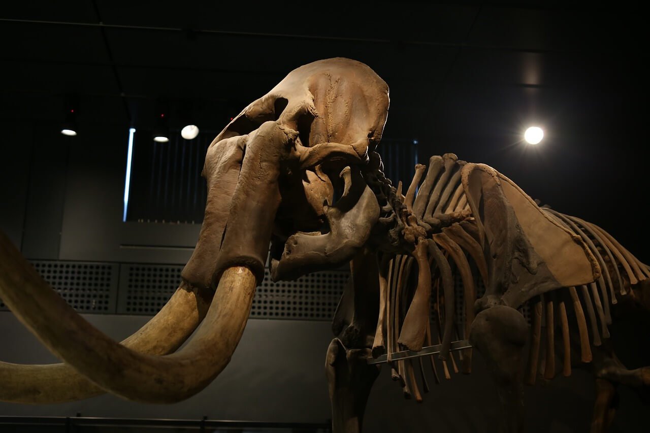 A skeleton of a mammoth displayed at the Nevada State Museum