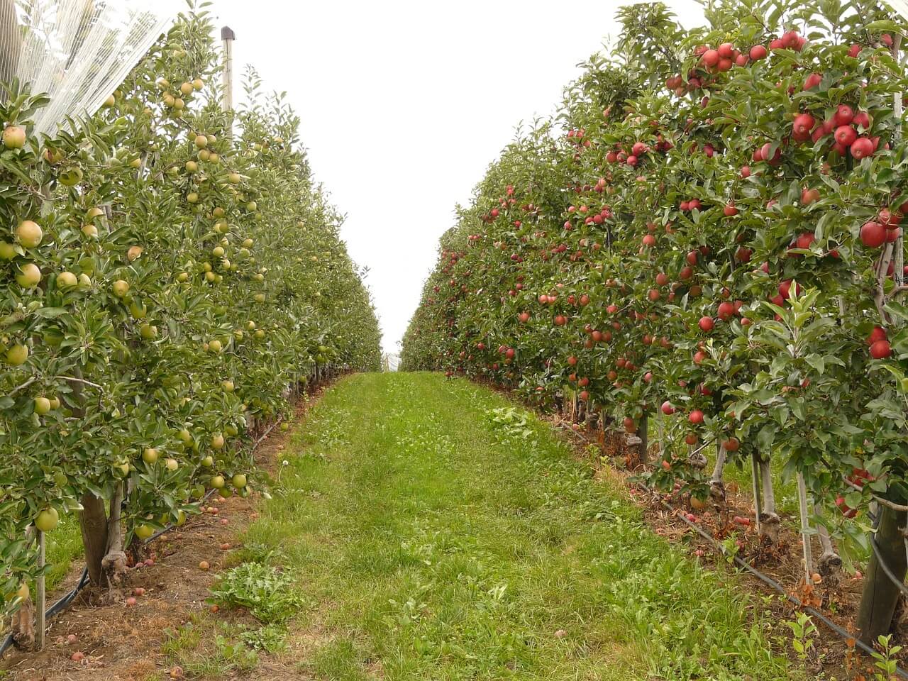 Two rows of apple trees at the Gilcrease Orchard Las Vegas