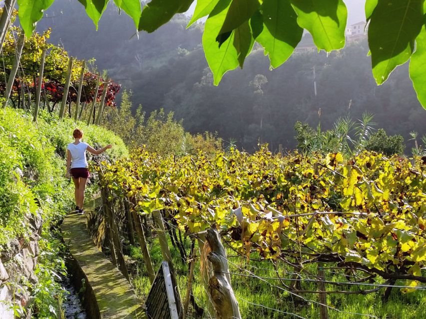 winery tours portugal - madeira