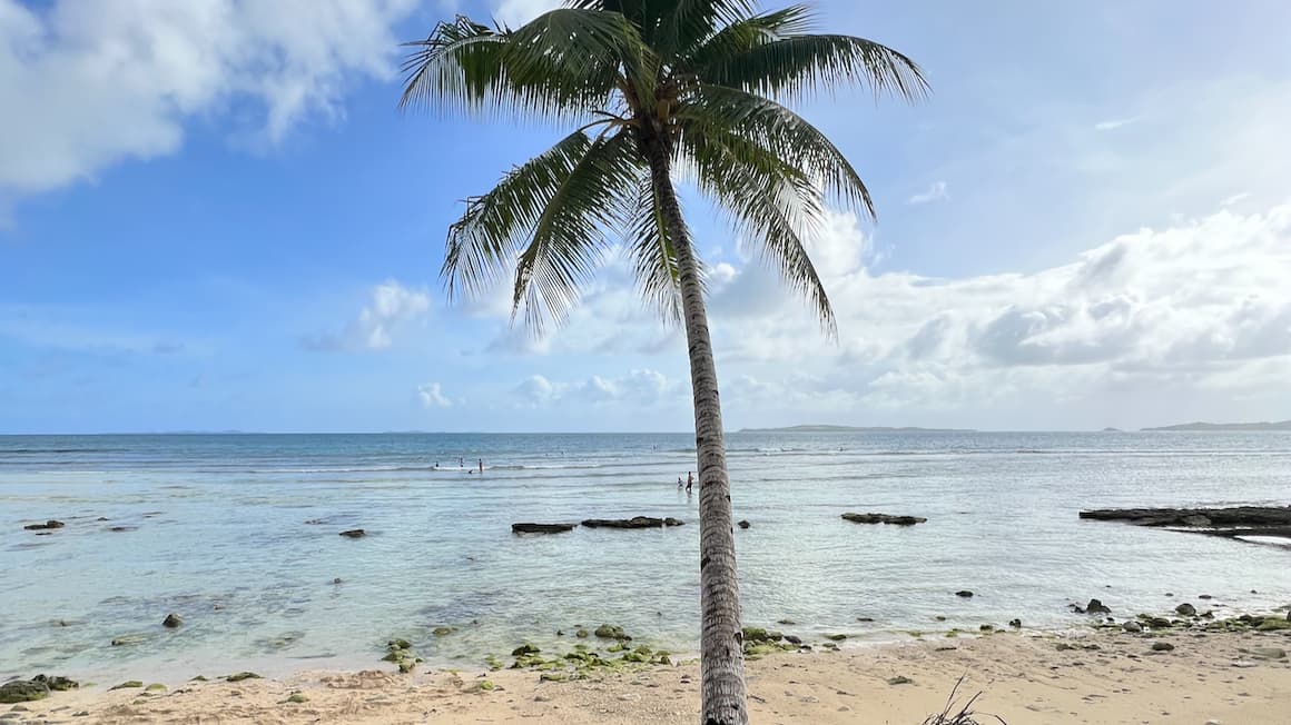 a palm tree on a beach, Philippines