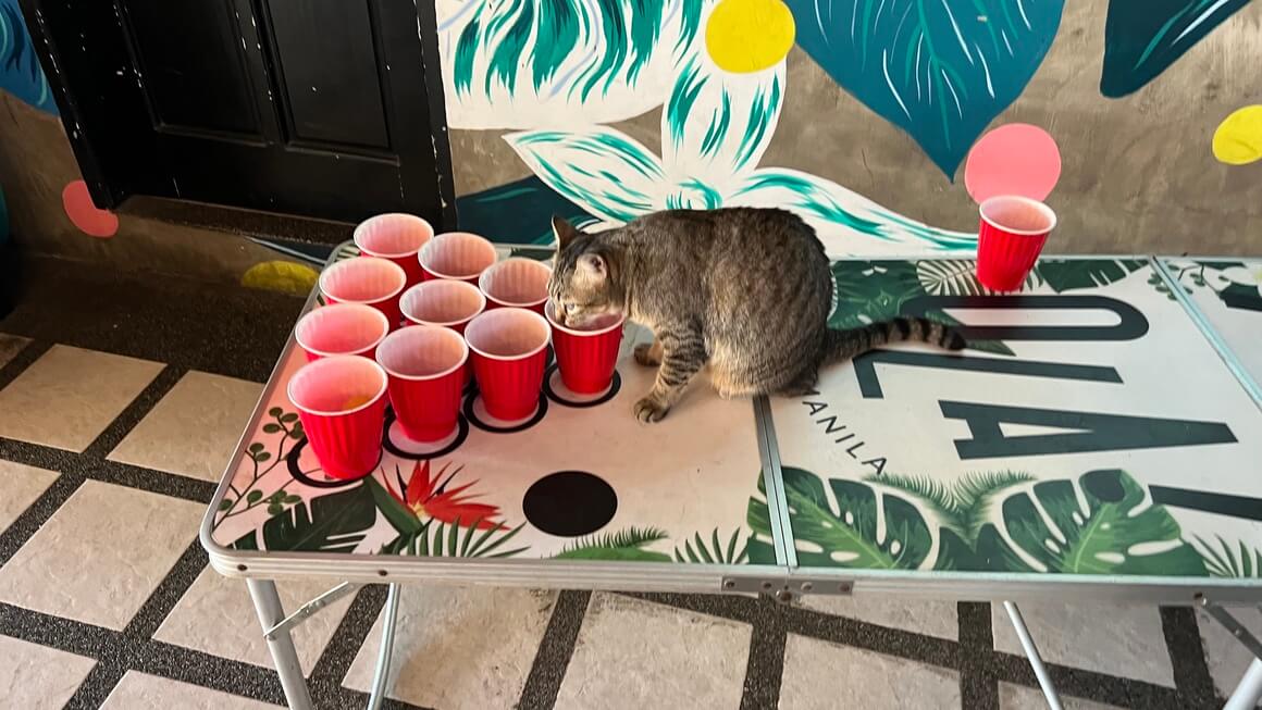 cat drinking water from beer pong in hostel ola manila philippines