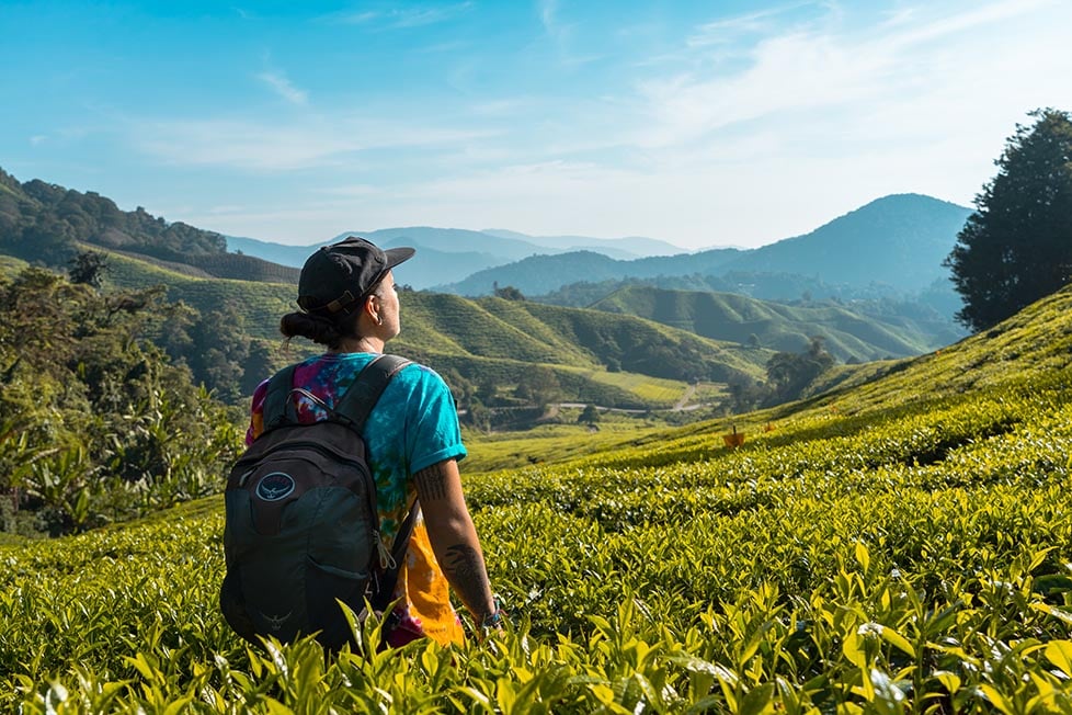 A person standing in a tea plantation looking out over the mountains and rolling hills covered in tea fields in the distance in Malaysia.
