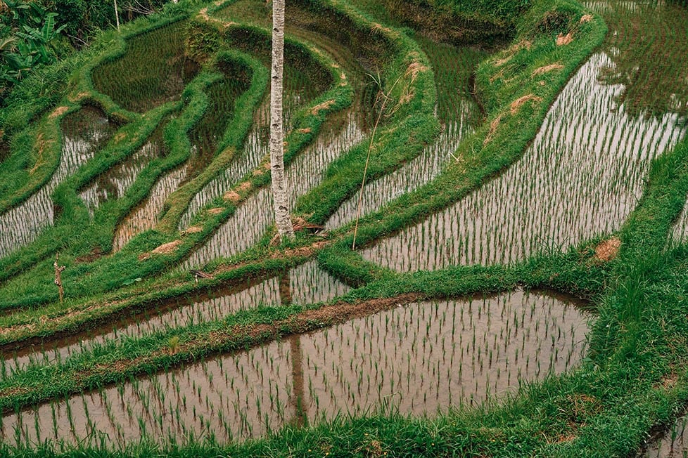 The patterns of a rice terrace in Bali, Indonesia.