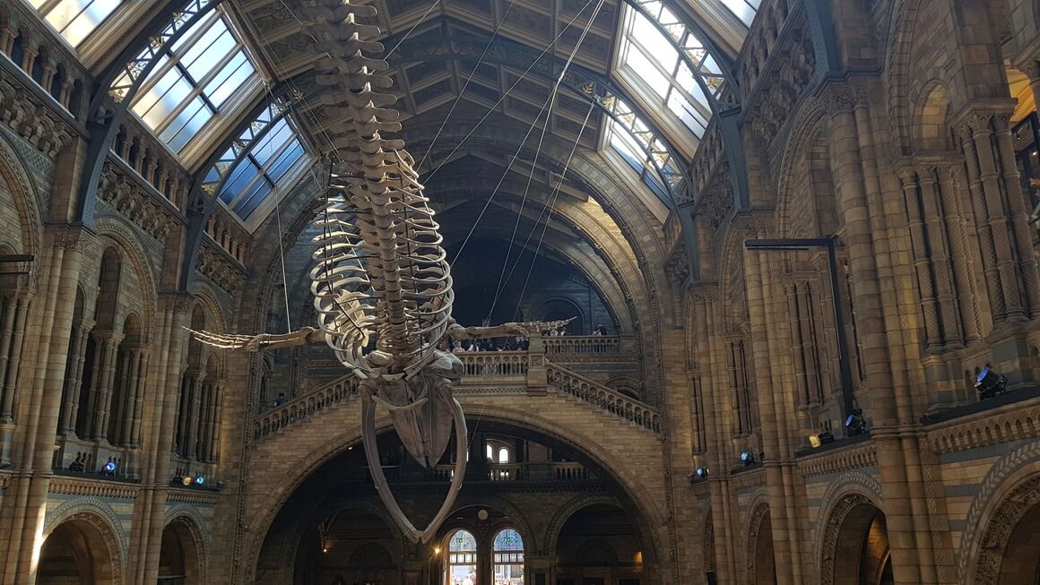 Blue whale skeleton in the main hall of the Natural History Museum in London