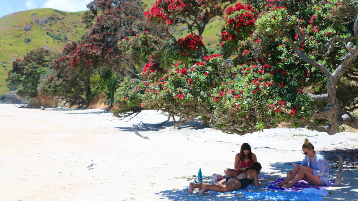 friends sitting at the beach under pohutukawa tree in new zealand