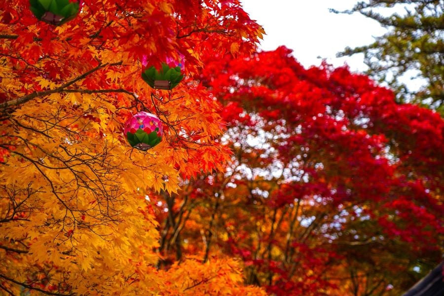 one of the best south korea travel tips is to visit during the fall foliage season where you can see yellow and red leaves like this