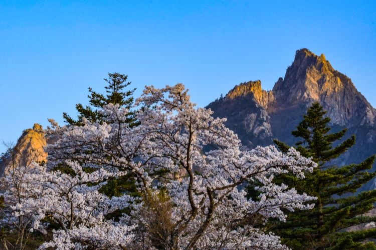 a cherry blossom tree in front of a jagged mountain peak in south korea