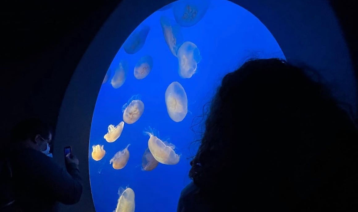 Jellyfish swimming in a tank in aquarium in Osaka, Japan.