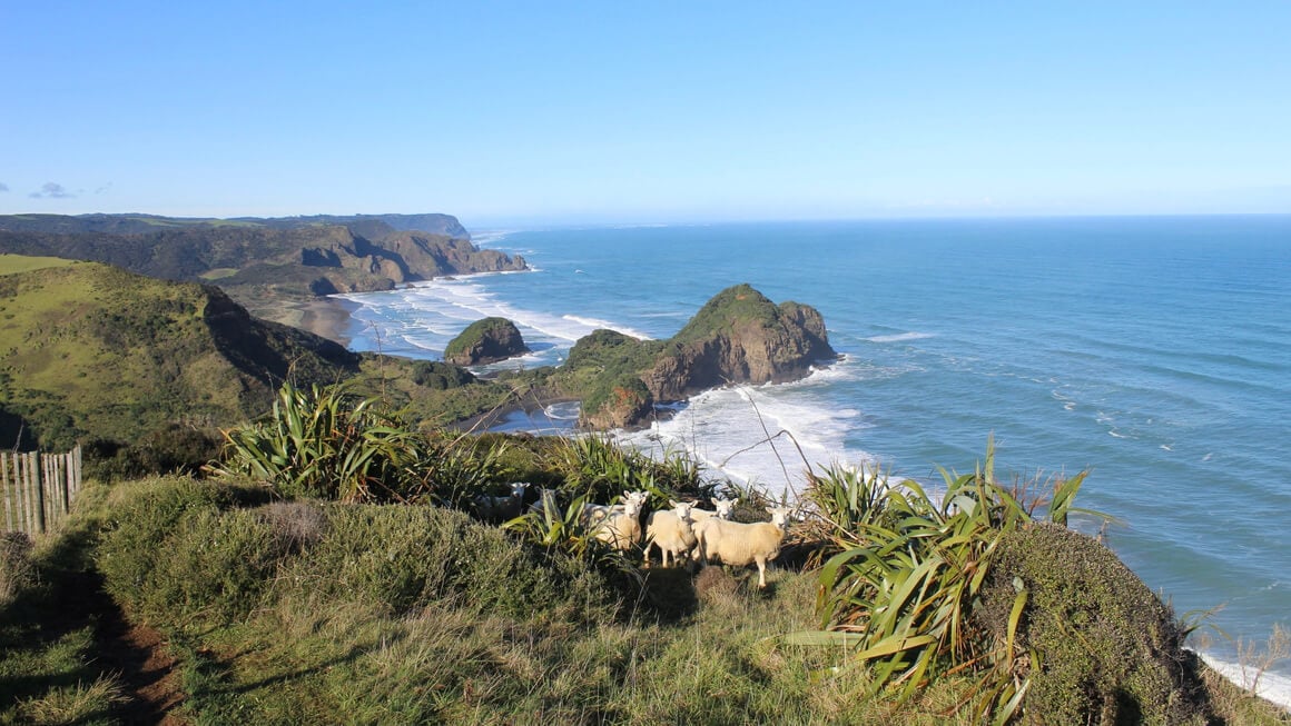 te henga walkway hike near auckland in new zealand