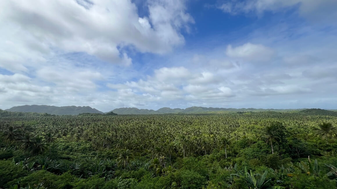 Coconut View in Siargao, Philippines