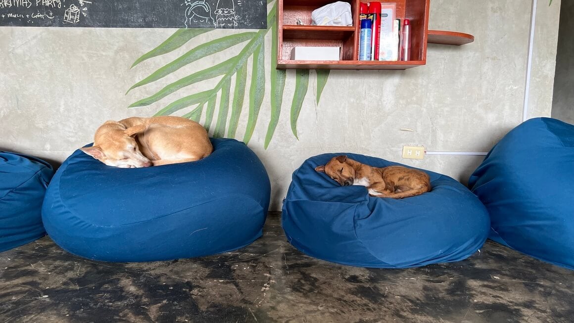 hostel friends, dogs sleeping